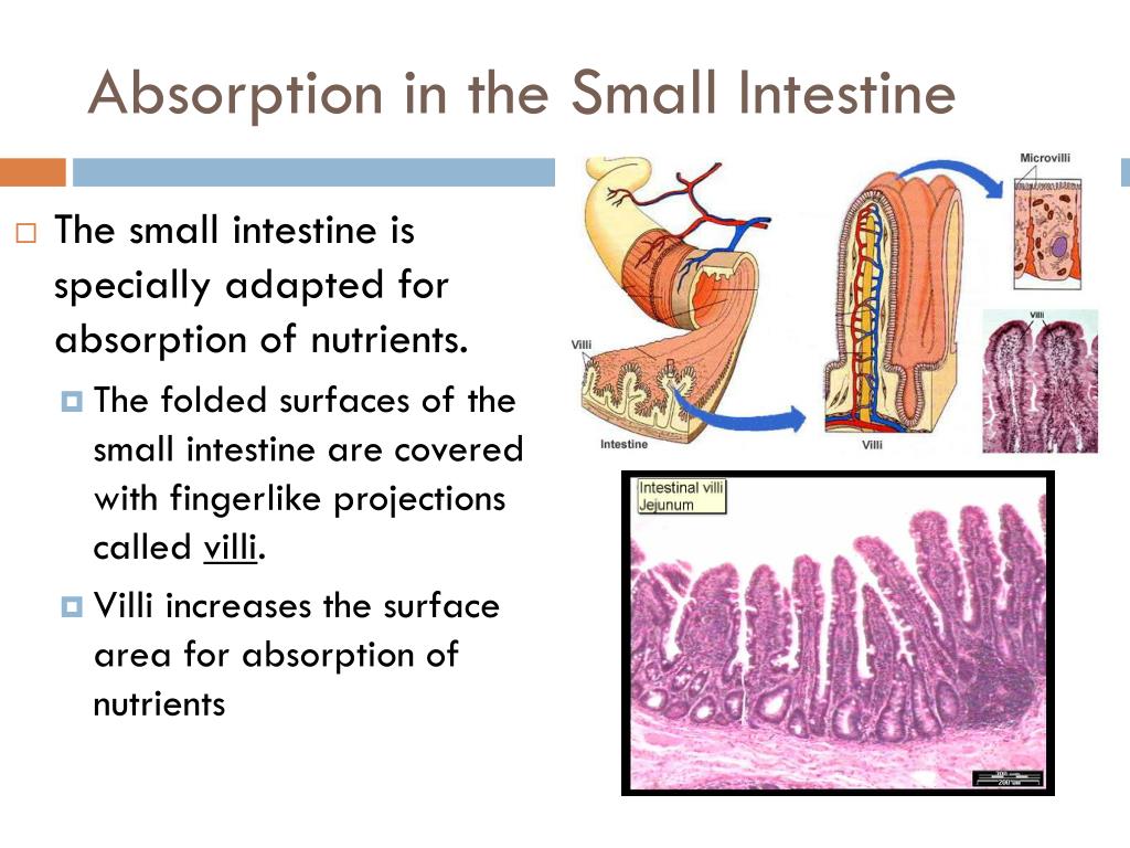 Small Intestine Explanation